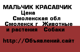 МАЛЬЧИК-КРАСАВЧИК › Цена ­ 10 000 - Смоленская обл., Смоленск г. Животные и растения » Собаки   